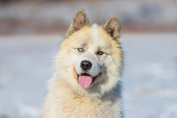 Crossbreed Husky and Caucasian Shepherd Dog. Puppy with multi-colored eyes. Heterochromia in animals. Portrait of a dog.