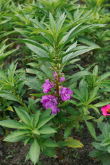 Purple balsam flower grows in summer on a garden bed. Selective focus