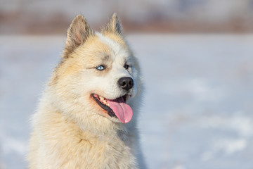 Crossbreed Husky and Caucasian Shepherd Dog. Puppy with multi-colored eyes. Heterochromia in animals. Portrait of a dog.