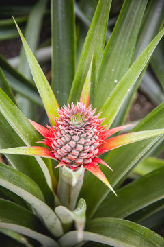 planta de la piña en su primera fase de crecimiento con colores rojos y piña pequeña