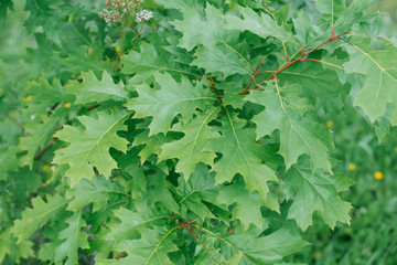 Floral background of green oak leaves