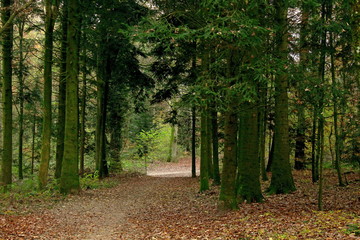 Fototapeta premium Forest Path