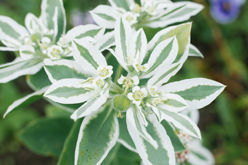 Beautiful milkweed flowers close-up grow in the garden in summer. Selective focus.
