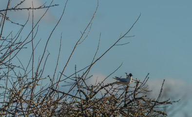 Sea gulls over Vrbenske ponds in spring blue sky day