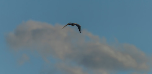 Sea gulls over Vrbenske ponds in spring blue sky day