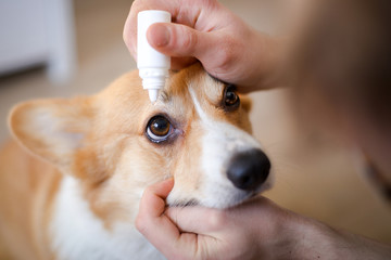 Close-up of an owner applying eye drops in dog's Eye