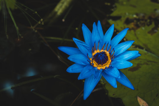 Blue Violet Flowers: Tropical Water Lily (Nymphaea 'Director George T. Moore') with yellow ring center