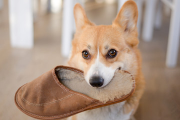 A red welsh corgi pembroke dog holding a wool slipper in mouth