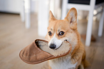 A red welsh corgi pembroke dog holding a wool slipper in mouth