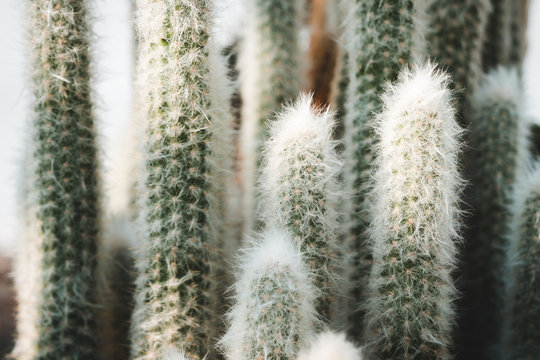 Peruvian Columnar Cactus Species: Peruvian Old Man or Cotton Ball or Snowball Cactus or Wooly Espostoa (Espostoa Lanata var. Sericata)