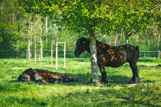Couple of Brown Ponies under the shade of a tree on summertime in Gaasbeek, Belgium