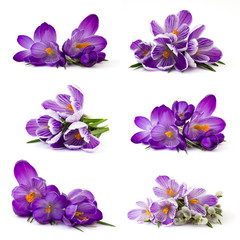crocus flower on white background - fresh spring flowers