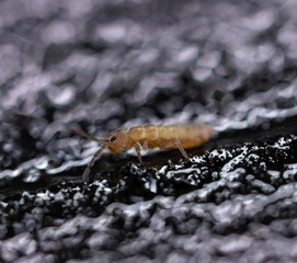 Springtail on Icy Stump