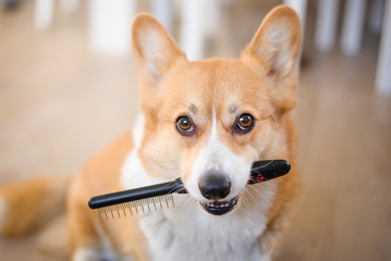 Welsh corgi pembroke dog holding a comb , ready for brushing