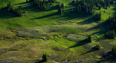 Green Moss and Fields in Alpine Meadow