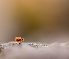 Globular Springtail Journey
