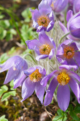 Pulsatilla ludoviciana or anemone patens or pasqueflower purple flower vertical