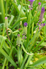 Muscari comosum or tassel grape hyacinth green plant vertical