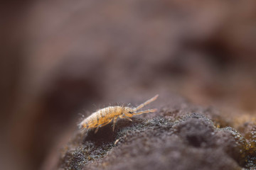 Slender Springtail
