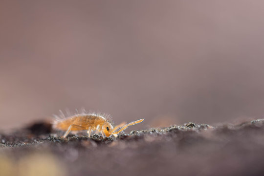Springtail Eating