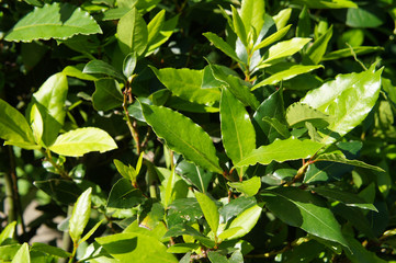 Fototapeta na wymiar Leaves of green bay leaf plant background 