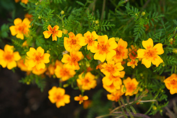 Many tagetes tenuifolia or golden marigold yellow and orange  flowers with green