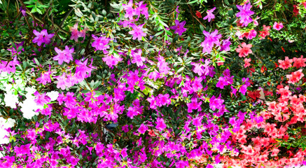 Obraz premium Architectural design in floral style. Interior decor mit yellow tropical flower in full bloom. Blurred effect