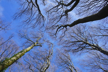 Bäume Buchen, Wald Buchenwald im Winter