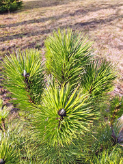 young growths of varietal garden pine, very beautiful texture on a sunny day