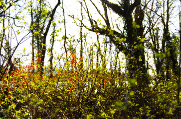 Fototapeta na wymiar Plants and Trees in a Forest