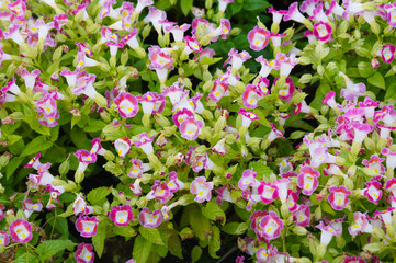 Wishbone flower or torenia fournieri red and white flowers background