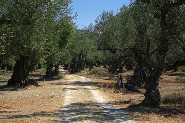 Obrazy na Plexi  gaj oliwny
