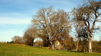Obraz premium malerische Frühlingsstimmung mit kahlen Bäumen und Holzhütte auf sonniger Wiese