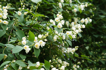 Philadelphus coronarius or sweet mock-orange green shrub with white flowers