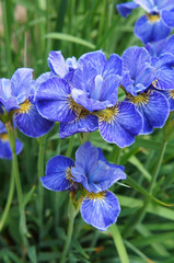 Siberian iris riverdance blue flowers in garden vertical