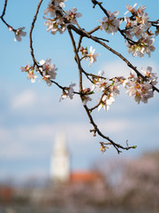 Almond blossom tree with church of a village in the back