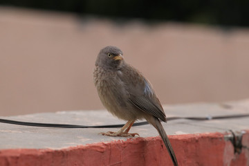 babbler on a branch