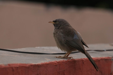 bird on the fence