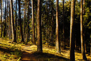 Obraz premium Sunlit forest trail lane, Italy nature.