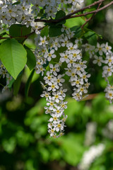 Prunus padus white flowering bird cherry hackberry tree, hagberry mayday tree in bloom, ornamental park flowers on branches