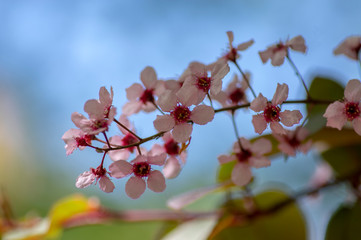 Prunus padus colorata pink flowering cultivar of bird cherry hackberry tree, hagberry mayday tree in bloom in sunlight