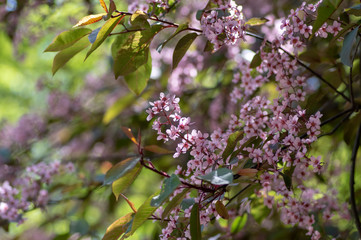 Prunus padus colorata pink flowering cultivar of bird cherry hackberry tree, hagberry mayday tree in bloom in sunlight