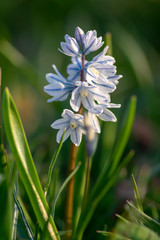 Puschkinia scilloides early spring bulbous flowers in bloom, small white and blue flowering plant,...
