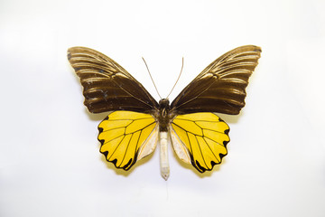Fototapeta na wymiar Beautiful bright butterfly Troides amphrysus brown-yellow isolated on a white background. The idea of the design concept with copy space to add text, Animals, insects.