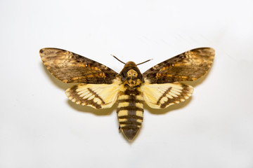 Beautiful bright butterfly Acherontia atropos with brown stripes similar to a bumblebee or bee isolated on a white background. The idea of the design concept with copy space to add text, Animals, inse
