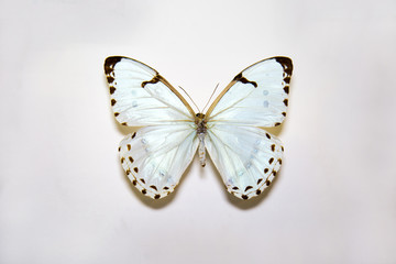 Beautiful large bright butterfly Morpho calendarius white with black spots on the perimeter of the wings isolated on a white background. The idea of the design concept with copy space to add text, Ani