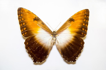 Beautiful large bright butterfly Morpho hecuba yellow-brown isolated on a white background. The idea of the design concept with copy space to add text, Animals, insects.