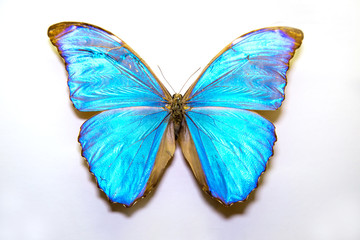 Naklejka na ściany i meble Beautiful large bright butterfly Morpho menelaus turquoise-neon isolated on a white background. The idea of the design concept with copy space to add text, Animals, insects.