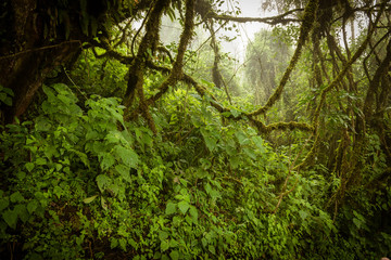 Moody jungle landscape with fog on Acatenango volcano in Guatemala