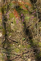 Blühender Echter Seidelbast (Daphne mezereum)
